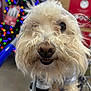 dog, close_up, shopping_cart, curly_hair, fluffy, nose, eyes, holiday_lights, blurred_background, indoor, pet, cute, whiskers, furry, animal, festive, store, shopping, cheerful, portrait