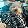 dog, blanket, houndstooth_pattern, white_dog, fluffy, indoor, cozy, pet, fur, wrapped, snug, curious, animal, face, nose, eyes, person_holding, hand, store_interior, casual