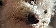 Charlie is registered to the contest to win money with this photo: dog, close_up, white_fur, curly_fur, pet, animal, nose, face, cute, fluffy, indoors, soft_lighting, portrait, looking_away, pink_blanket, furry, domestic_animal, whiskers, snout, cozy