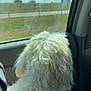 dog, white_dog, fluffy, car, window, sunlight, inside_car, looking_out, travel, road_trip, fur, back_of_dog, daytime, vehicle_interior, seat, nature, outdoor, scenery, pet, companion