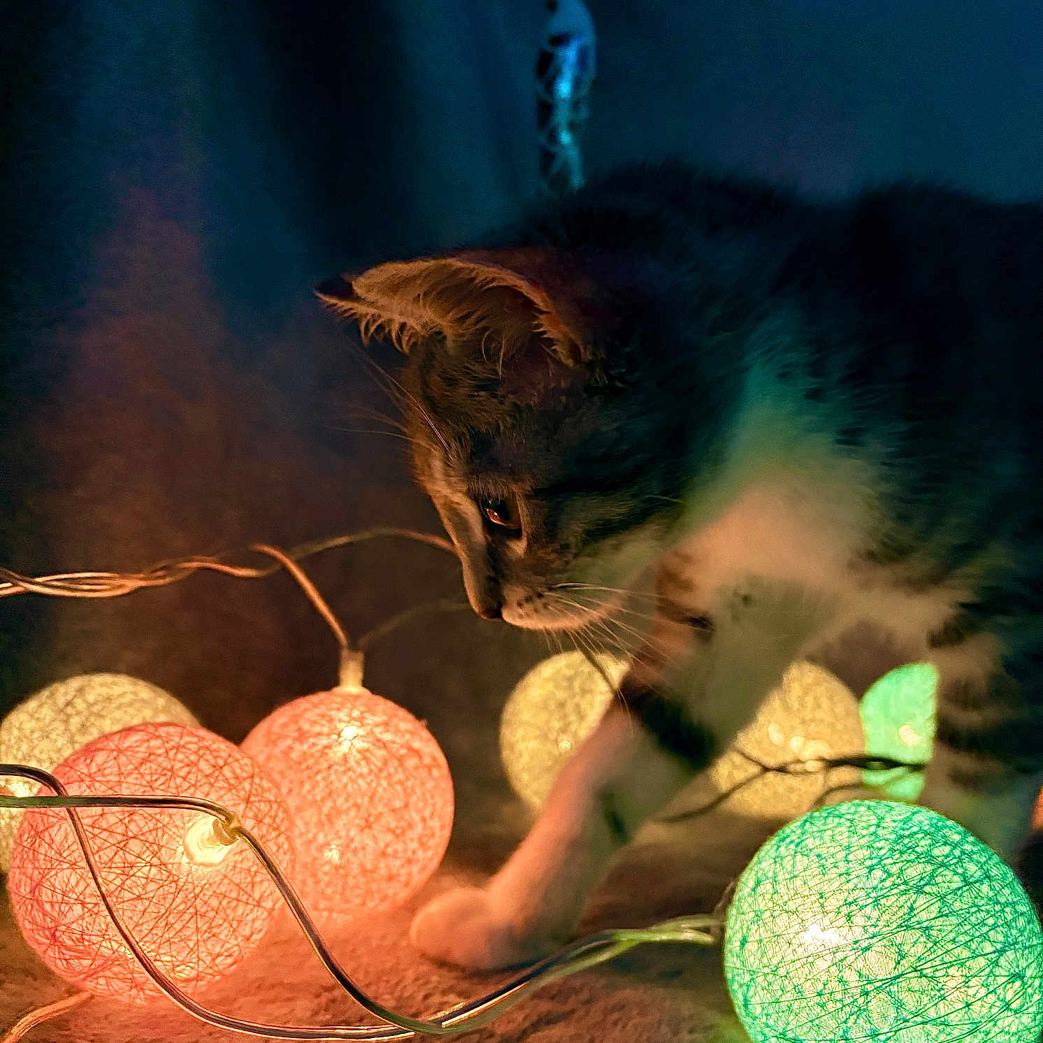 Akira participe au concours pour gagner de l'argent avec cette photo : ambient_light, animal, cat, cautious, close_up, colorful, cozy, curious, decorative_lights, exploration, fur, glowing, home, indoor, night, pet, playful, soft_lighting, string_lights, whiskers