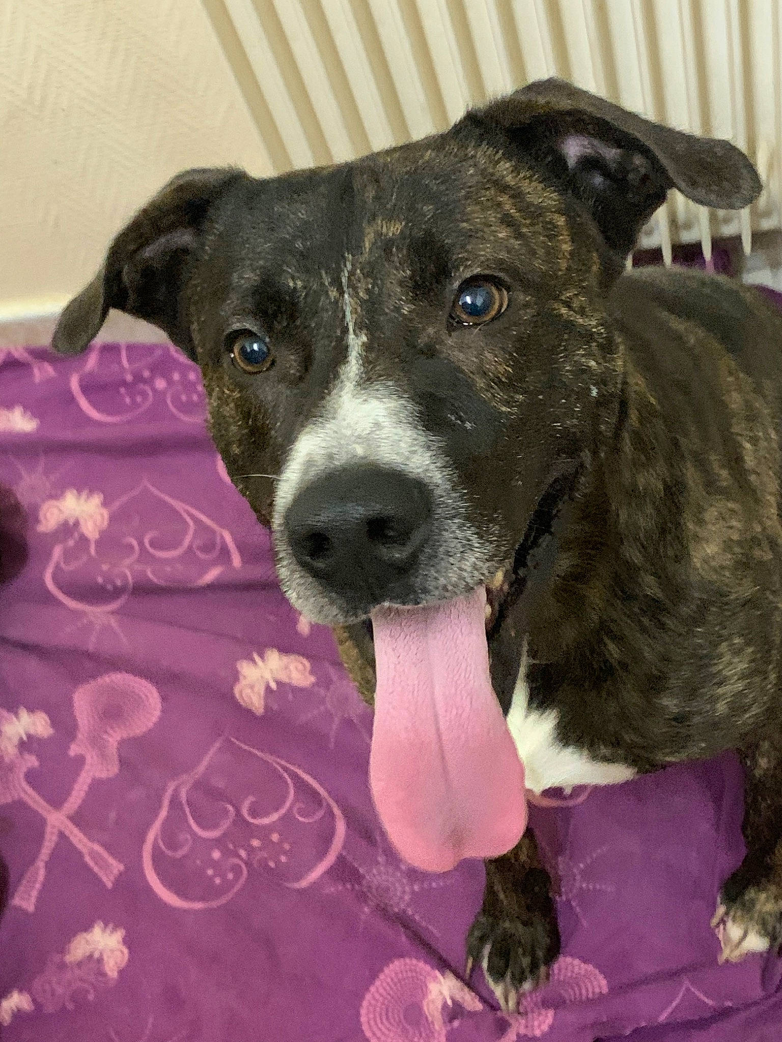 Fuego participe au concours pour gagner de l'argent avec cette photo : alaunt, american_pit_bull_terrier, american_staffordshire_terrier, canidae, carnivore, dog, dog_breed, fawn, feist, mammal, mountain_cur, non_sporting_group, old_english_terrier, plant, potcake_dog, snout, sporting_group, treeing_tennessee_brindle, vertebrate, whiskers