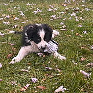 Joy a rejoint le concours — aidez-le/la à gagner de superbes lots ! animal, black_and_white, bushes, chewing, dog, flower_petals, glove, grass, greenery, leaves, nature, outdoor, pet, playful, puppy, soccer_ball, sports_ball, spring, toy, young