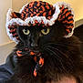 cat, black_cat, crocheted_hat, handmade, yarn, orange, white, black, pet, wide_eyes, close_up, portrait, indoor, whiskers, cute, animal, feline, headwear, costume, knit
