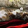 Louie joined the competition — help win amazing prizes! animal, blanket, cat, closeup, comfort, couch, cozy, cute, domestic, feline, fur, indoor, mammal, paw, pet, relaxed, resting, sleepy, tabby, whiskers