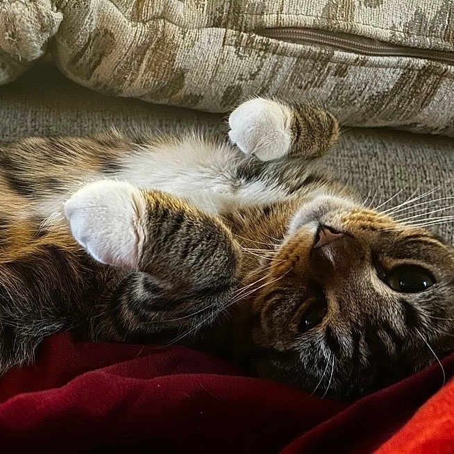 Louie is registered to the contest to win money with this photo: animal, cat, closeup, couch, cozy, cushion, cute, domestic, fur, indoor, mammal, paws, pet, relaxed, resting, sleepy, soft, striped, tabby, whiskers