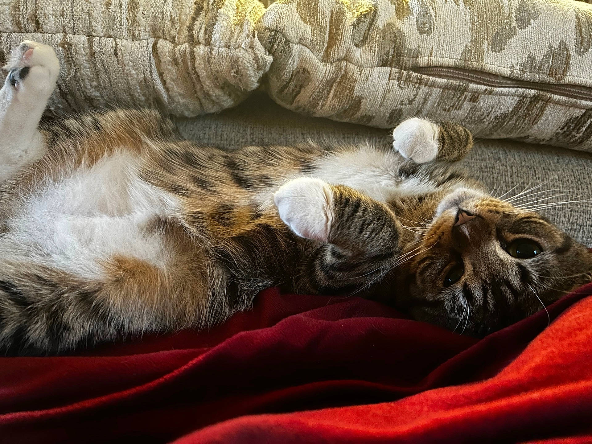Louie joined the competition — help win amazing prizes! animal, cat, close_up, comfortable, couch, cozy, cushion, cute, domestic_animal, feline, fur, home, indoor, lying_down, paws, pet, relaxed, resting, tabby, whiskers