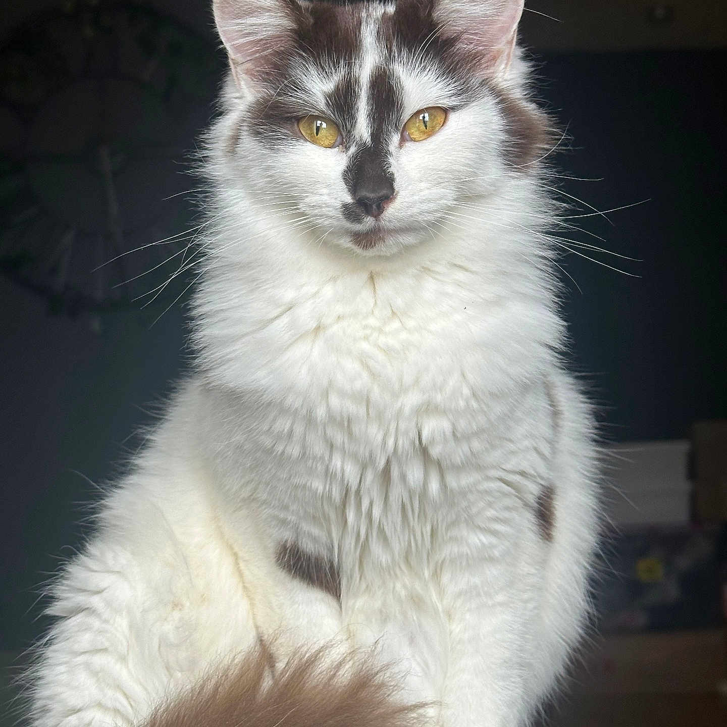 Claquette a rejoint le concours — aidez-le/la à gagner de superbes lots ! abyssinian, angora, animal, cat, kitten, manx, pet, siamese, white