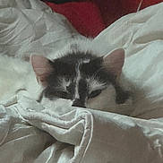 Claquette participe au concours pour gagner de l'argent avec cette photo : cat, blanket, cozy, sleepy, bed, white, fur, pet, resting, indoor, cute, animal, soft, comfort, relaxed, ears, face, snuggled, domestic, feline