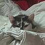 cat, blanket, cozy, sleepy, bed, white, fur, pet, resting, indoor, cute, animal, soft, comfort, relaxed, ears, face, snuggled, domestic, feline