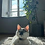 cat, indoor, sunlight, window, plant, rug, pet, animal, white_cat, black_markings, relaxing, cozy, feline, collar, bell, home, daylight, shadow, ears, curious