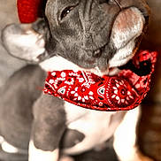 Jersey is registered to the contest to win money with this photo: adorable, animal, bandana, brown_background, close_up, costume, cute, dog, expression, fashion, fluffy, hat, indoors, pet, portrait, puppy, red, sitting, small_dog, young_dog