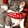 adorable, animal, bandana, brown_background, close_up, costume, cute, dog, expression, fashion, fluffy, hat, indoors, pet, portrait, puppy, red, sitting, small_dog, young_dog