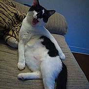 Simba joined the competition — help win amazing prizes! animal, black_and_white, cat, couch, cozy, cute, feline, fur, home, indoor, living_room, paw, pet, plush_toy, relaxed, resting, tail, tiger_stripe, whiskers, yawning