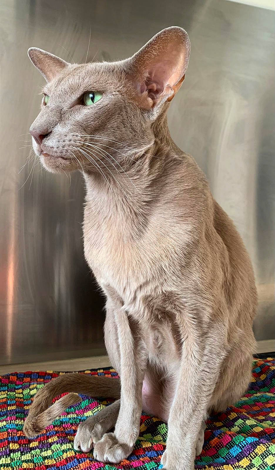 Million Dollard Baby