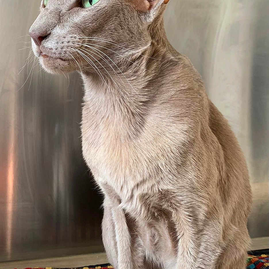 Million Dollard Baby