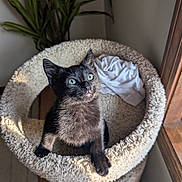 Aaron joined the competition — help win amazing prizes! animal, black_cat, cat, cat_bed, cozy, curious, cute, feline, fur, home, indoor, kitten, looking_up, pet, plant, soft_texture, sunlight, whiskers, window, wood_floor