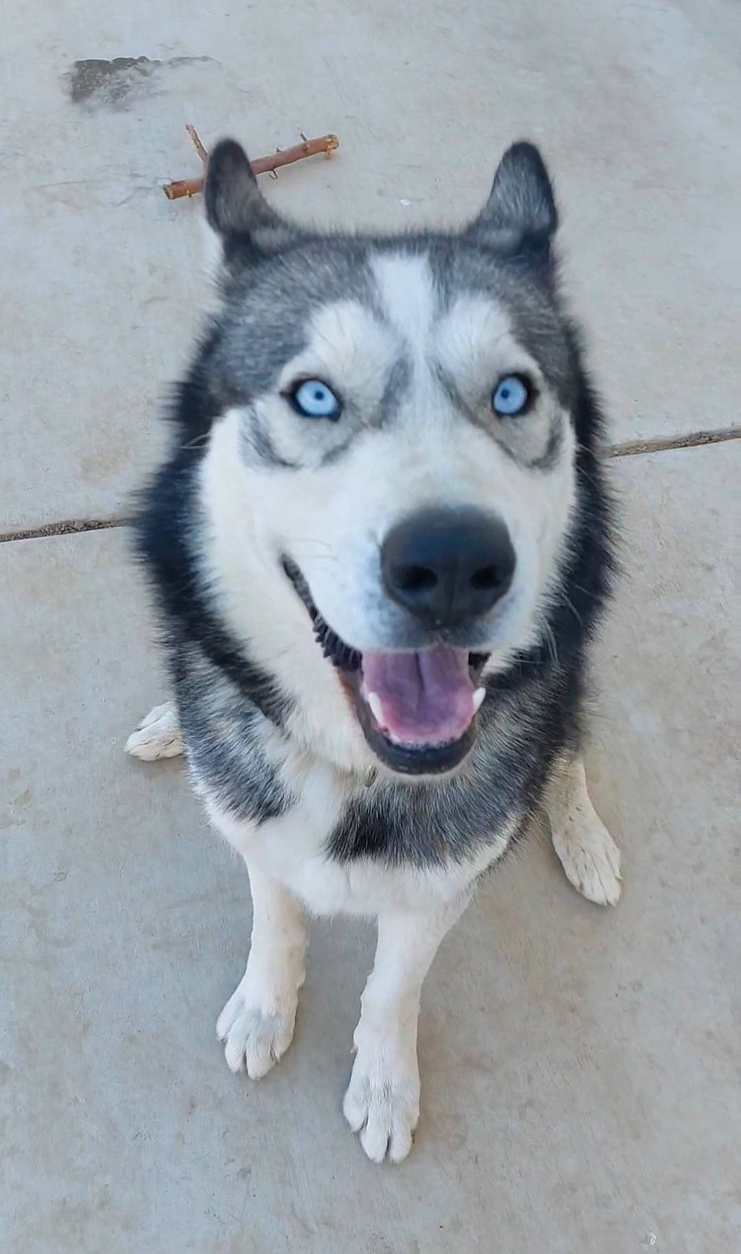 Zeus is registered to the contest to win money with this photo: ancient_dog_breeds, canidae, carnivore, dog, dog_breed, fur, jaw, siberian_husky, sled_dog, snout, sporting_group, working_animal, working_dog