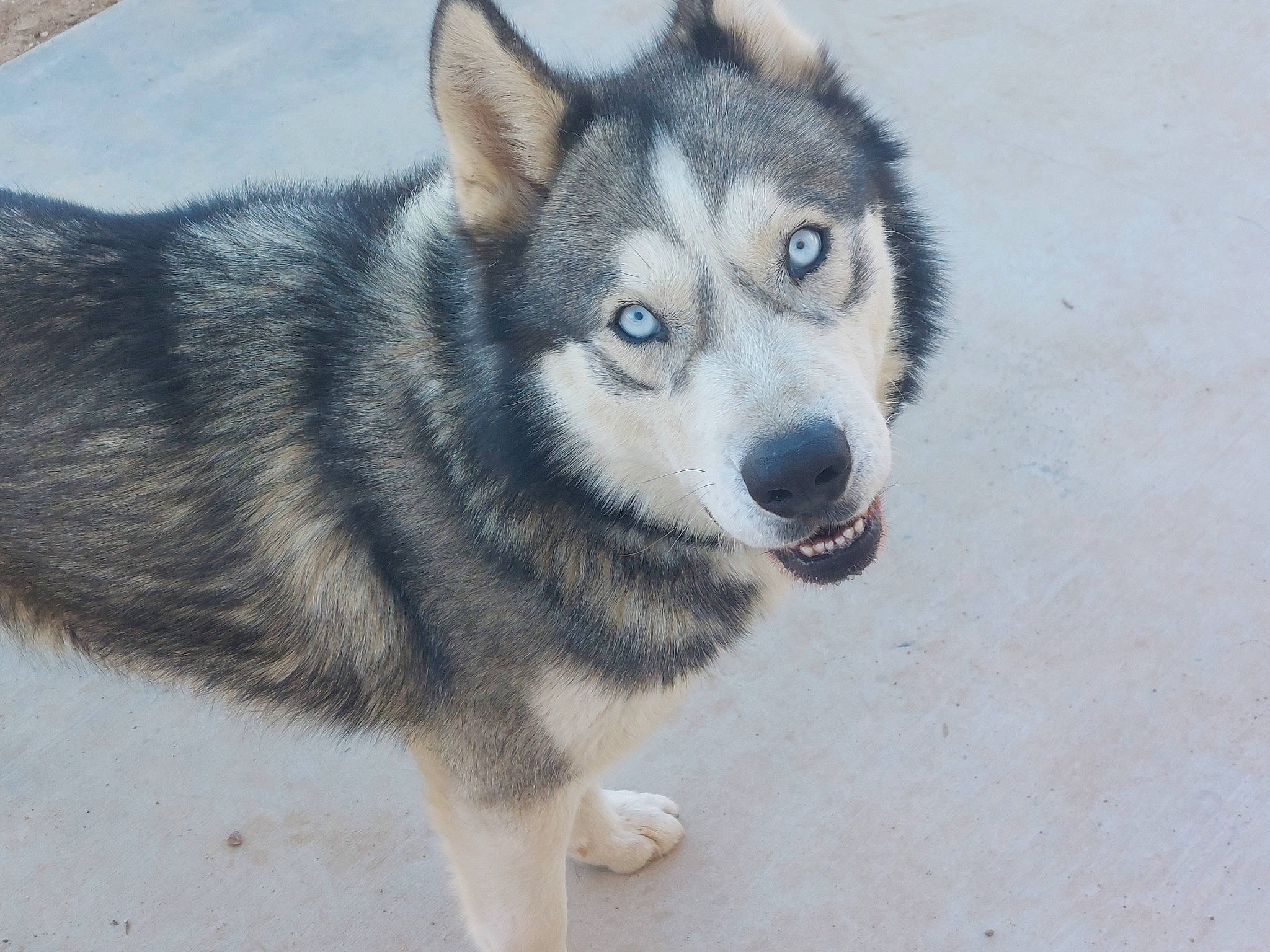 Zeus is registered to the contest to win money with this photo: ancient_dog_breeds, canidae, canis, carnivore, dog, dog_breed, fur, siberian_husky, sled_dog, snout, sporting_group, terrestrial_animal, whiskers, wolf, working_dog