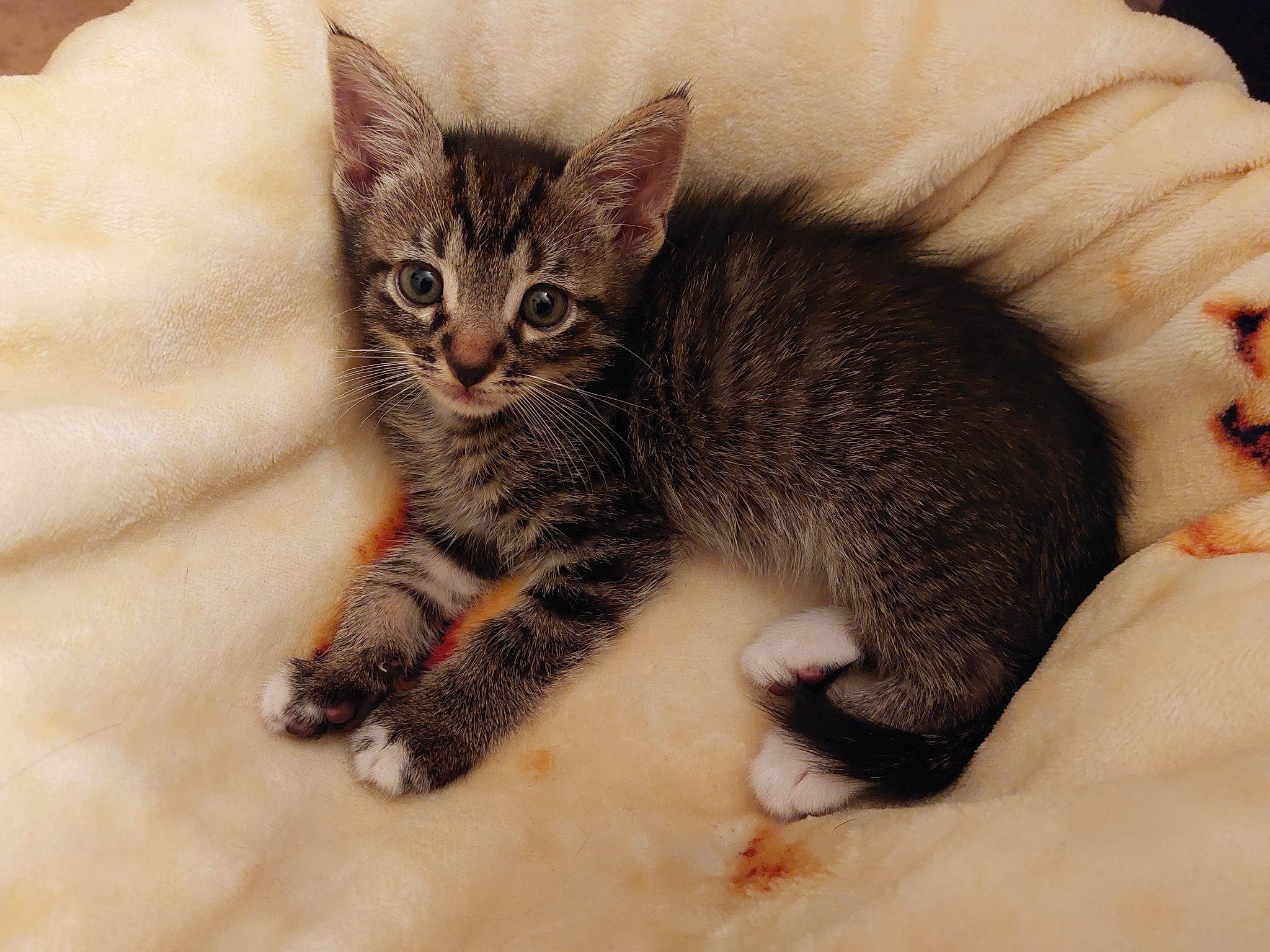 Goku joined the competition — help win amazing prizes! carnivore, cat, cat_bed, cat_supply, claw, comfort, domestic_short_haired_cat, felidae, fur, nap, paw, small_to_medium_sized_cats, snout, tail, terrestrial_animal, whiskers, wildlife