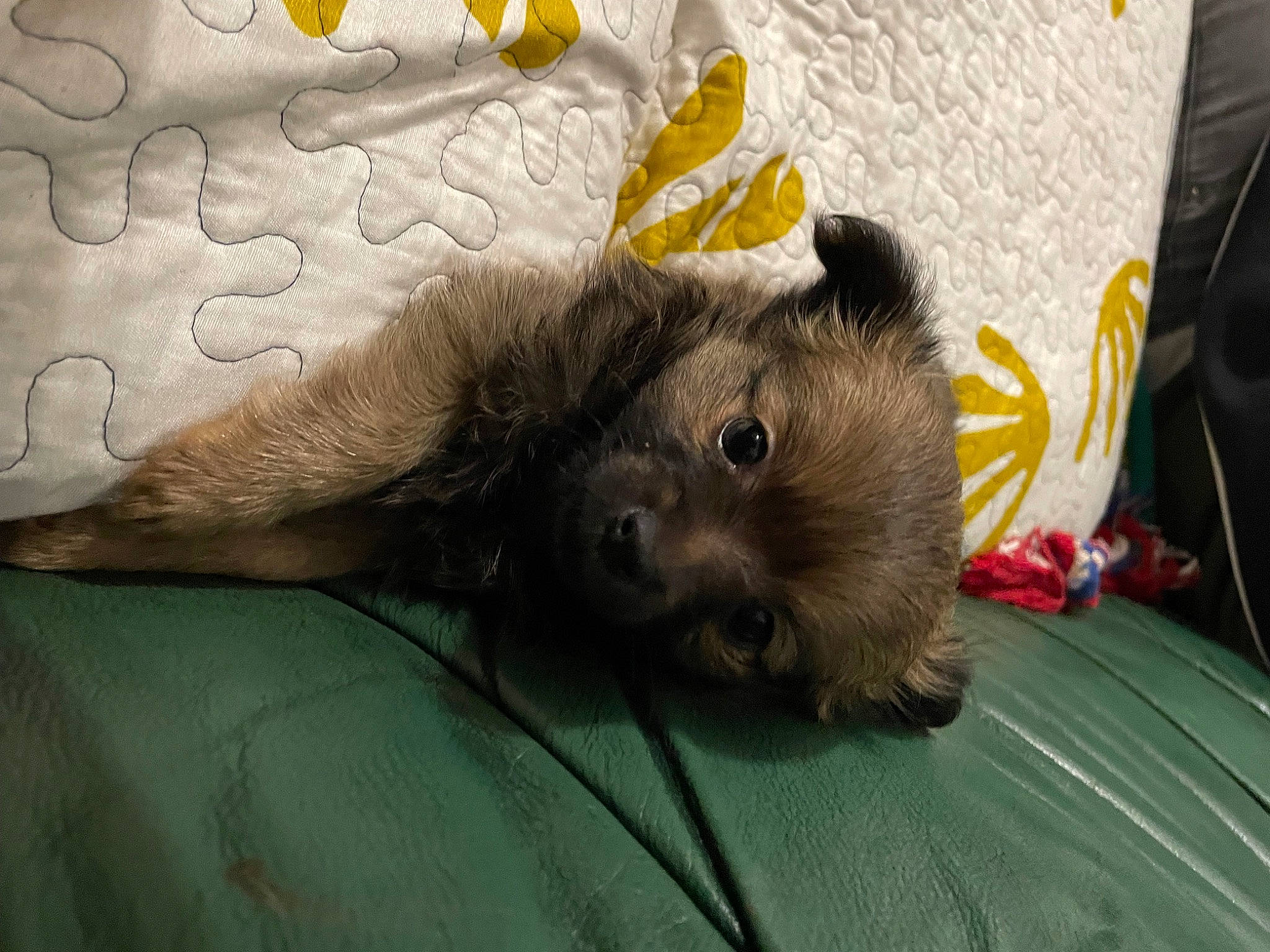 Stitch a rejoint le concours — aidez-le/la à gagner de superbes lots ! claw, comfort, companion_dog, dog_breed, fawn, felidae, fur, marsupial, mouse, muridae, muroidea, paw, rodent, small_to_medium_sized_cats, stuffed_toy, tail, terrestrial_animal, toy, toy_dog, whiskers