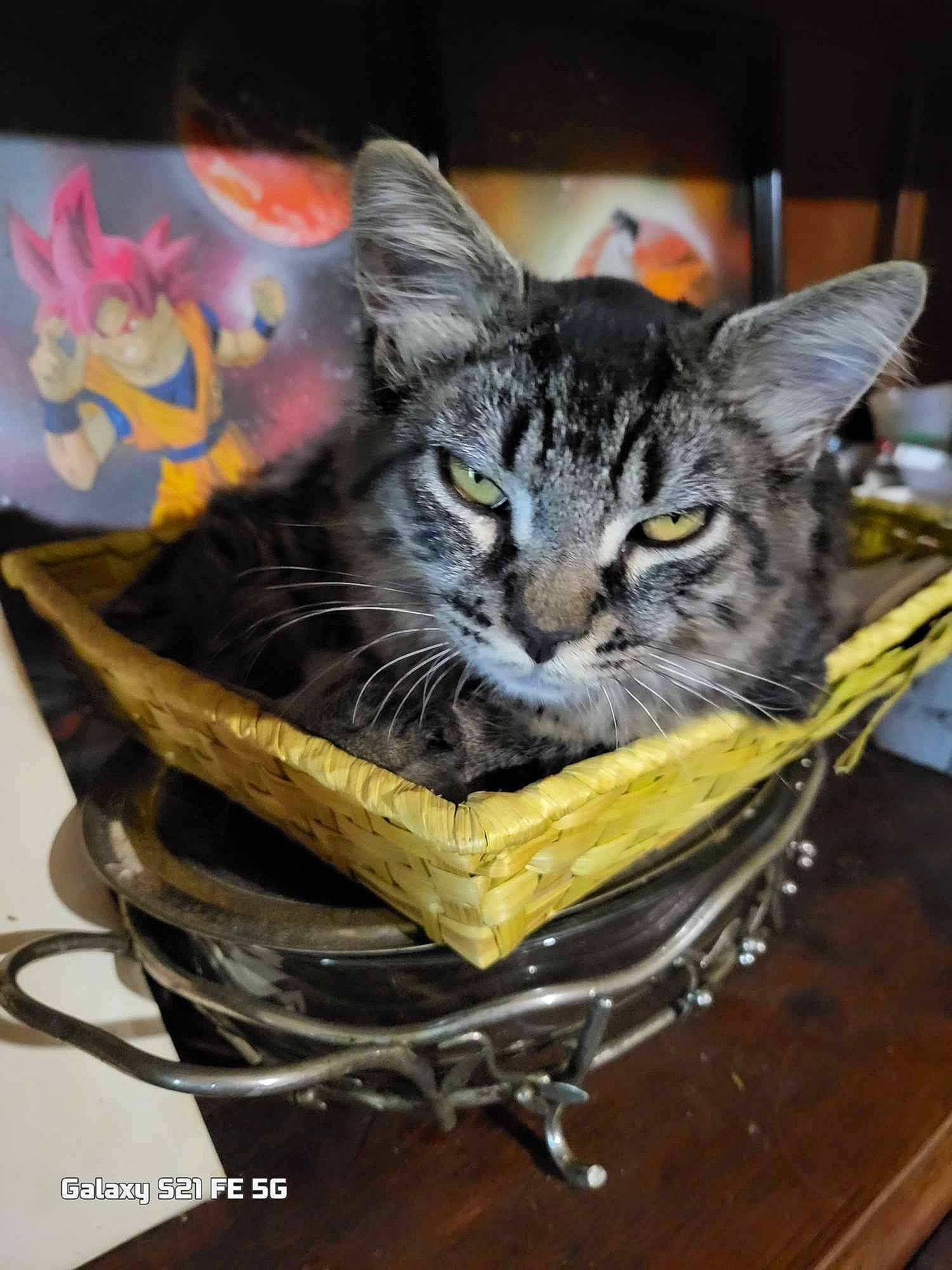 Toki participe au concours pour gagner de l'argent avec cette photo : art, basket, box, carnivore, cat, cat_supply, domestic_short_haired_cat, felidae, fur, illustration, metal, plant, small_to_medium_sized_cats, table, whiskers, wood