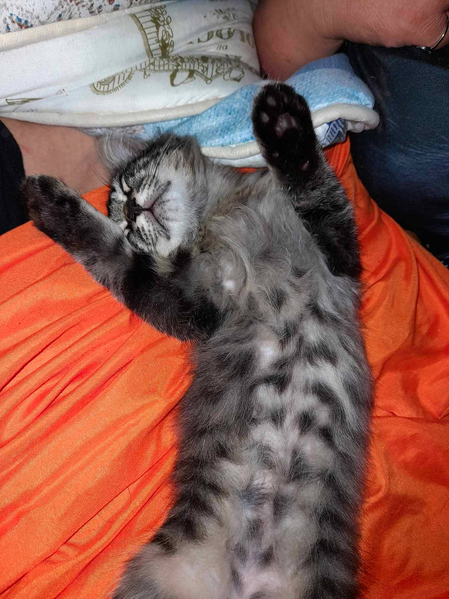 Toki participe au concours pour gagner de l'argent avec cette photo : carnivore, cat, claw, comfort, couch, domestic_short_haired_cat, felidae, fur, grey, lap, linens, nail, paw, sitting, small_to_medium_sized_cats, tail, terrestrial_animal, textile, vertebrate, whiskers