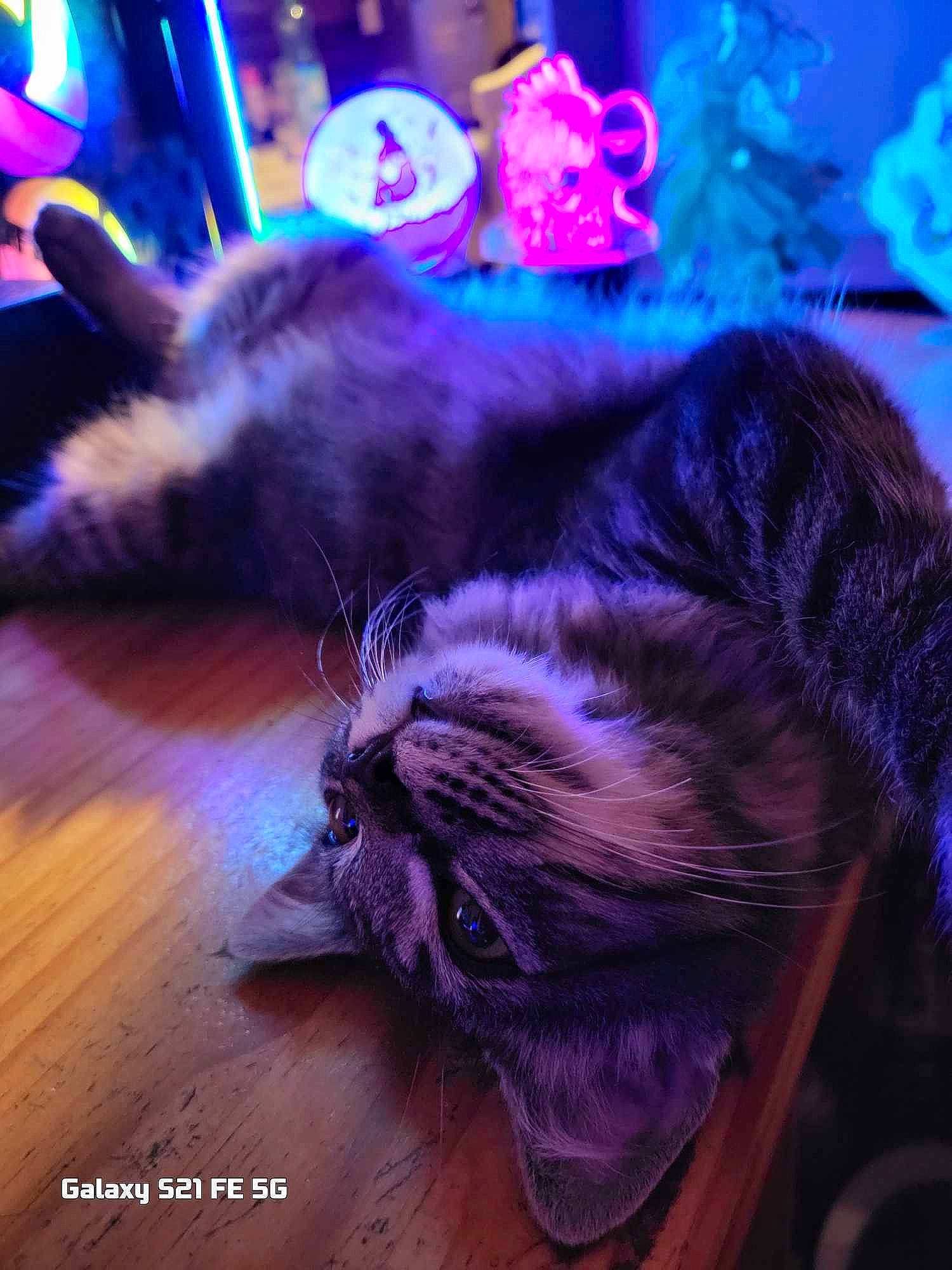 Toki participe au concours pour gagner de l'argent avec cette photo : blue, carnivore, cat, cloud, comfort, domestic_short_haired_cat, electric_blue, event, felidae, flooring, fur, hardwood, magenta, paw, purple, small_to_medium_sized_cats, tail, terrestrial_animal, whiskers, wood