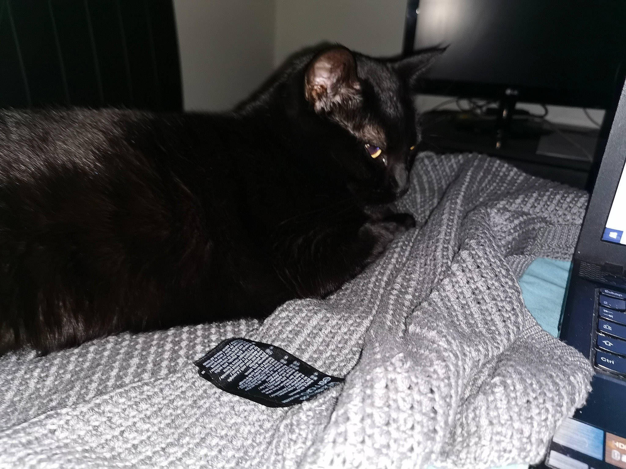 Mounette a rejoint le concours — aidez-le/la à gagner de superbes lots ! asian, black, black_cat, burmese, carnivore, cat, comfort, domestic_short_haired_cat, felidae, havana_brown, korat, room, russian_blue, small_to_medium_sized_cats, snout, tail, whiskers