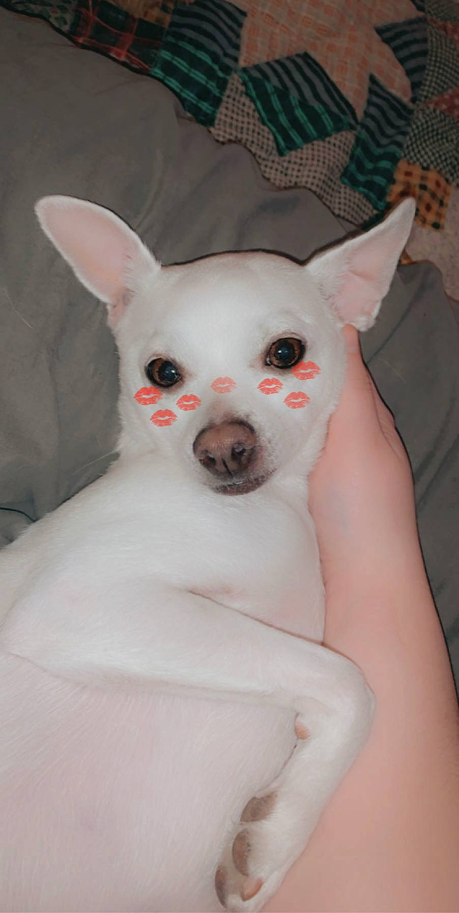 Gryffin joined the competition — help win amazing prizes! canidae, carmine, carnivore, companion_dog, corgi_chihuahua, dog, dog_breed, ear, eye, fawn, fur, head, non_sporting_group, snout, terrestrial_animal, toy_dog, whiskers, working_animal