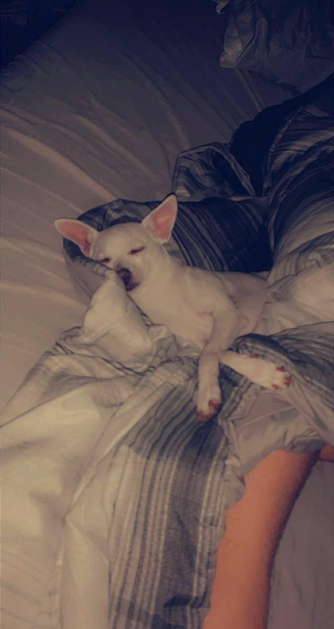 Gryffin is registered to the contest to win money with this photo: canidae, carnivore, comfort, companion_dog, darkness, dog, dog_breed, ear, fawn, felidae, fur, human_body, neck, pattern, sitting, small_to_medium_sized_cats, tail, vintage_clothing, visual_arts, whiskers