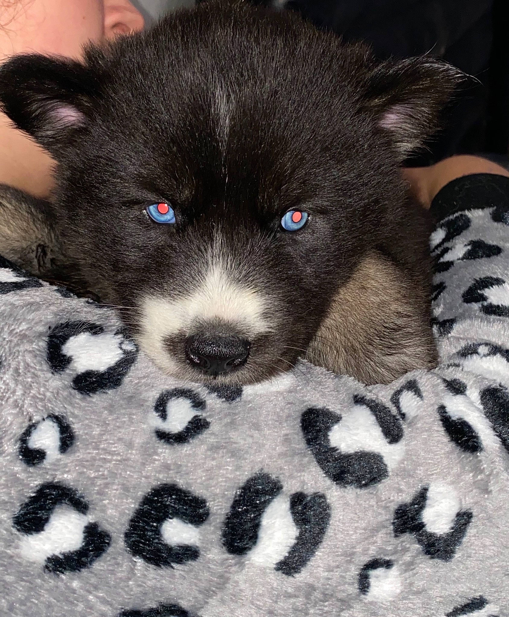 Eclipse joined the competition — help win amazing prizes! canidae, carnivore, claw, comfort, companion_dog, dog, dog_breed, domestic_short_haired_cat, fur, grey, non_sporting_group, pattern, paw, puppy, sporting_group, tail, terrestrial_animal, toy_dog, whiskers, working_animal