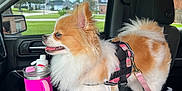 Ginger Snapps is registered to the contest to win money with this photo: dog, small_dog, fluffy, car, car_interior, center_console, pink_harness, leash, water_bottle, window, seat, pet, animal, side_view, daylight, vehicle, dashboard, looking_out, tongue_out, domestic_animal