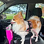 dog, small_dog, fluffy, car, car_interior, center_console, pink_harness, leash, water_bottle, window, seat, pet, animal, side_view, daylight, vehicle, dashboard, looking_out, tongue_out, domestic_animal