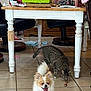 Ginger Snapps is registered to the contest to win money with this photo: dog, cat, toy, table, tile_floor, indoor, pet, furniture, white_table, brown_cat, small_dog, happy_dog, curious_cat, living_room, household_items, floor_tiles, animal, domestic, playful, companion