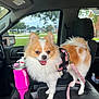 Ginger Snapps joined the competition — help win amazing prizes! dog, small_dog, fluffy, pomeranian, car_interior, center_console, pink_harness, pink_leash, water_bottle, cup_holder, window, suburban_neighborhood, grass, trees, house, seat, seatbelt, dashboard, pet, happy