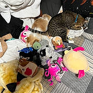 Ginger Snapps joined the competition — help win amazing prizes! cat, dog, plush_toys, bed, blanket, sleeping, stuffed_animals, indoor, collar, striped_cat, patchwork_quilt, soft_toys, resting, cozy, animal, pet, fur, cute, domestic, relaxed