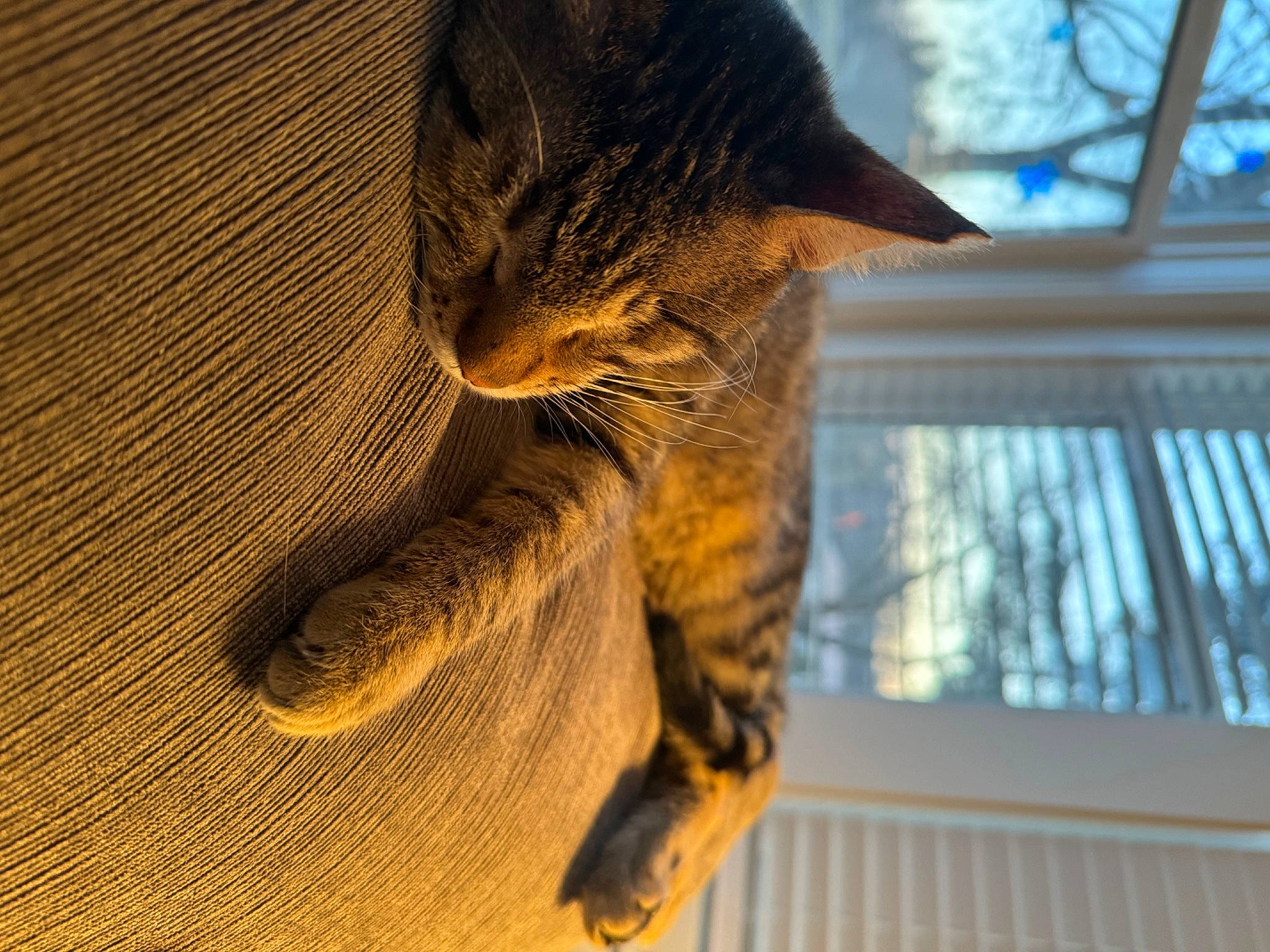 Archi joined the competition — help win amazing prizes! carnivore, cat, claw, comfort, domestic_short_haired_cat, fawn, felidae, fur, gesture, human_leg, paw, small_to_medium_sized_cats, snout, tail, textile, tree, whiskers, window, window_blind, wood