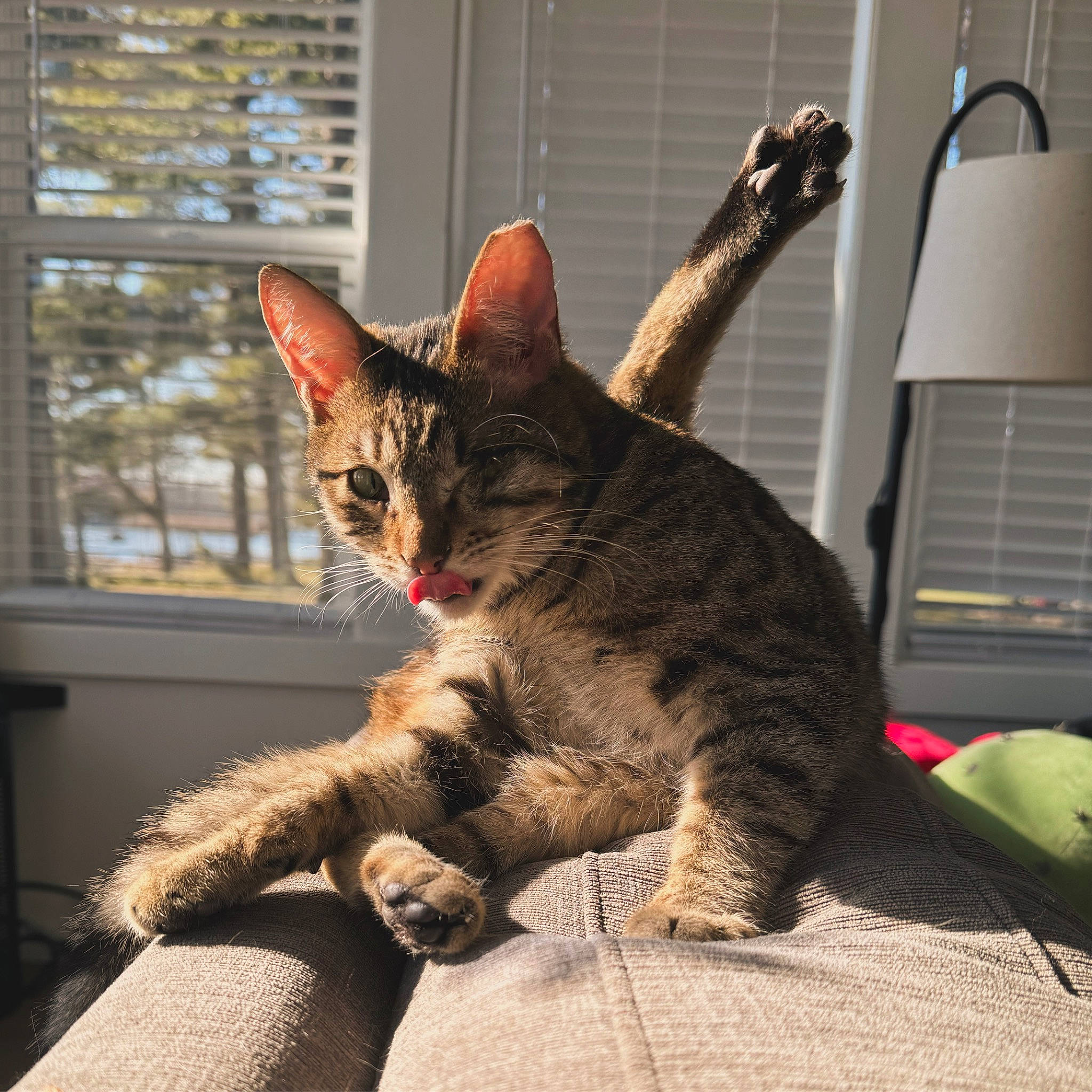 Archi joined the competition — help win amazing prizes! carnivore, cat, claw, comfort, domestic_short_haired_cat, felidae, fur, paw, peripheral, sitting, small_to_medium_sized_cats, snout, tail, terrestrial_animal, tree, whiskers, window
