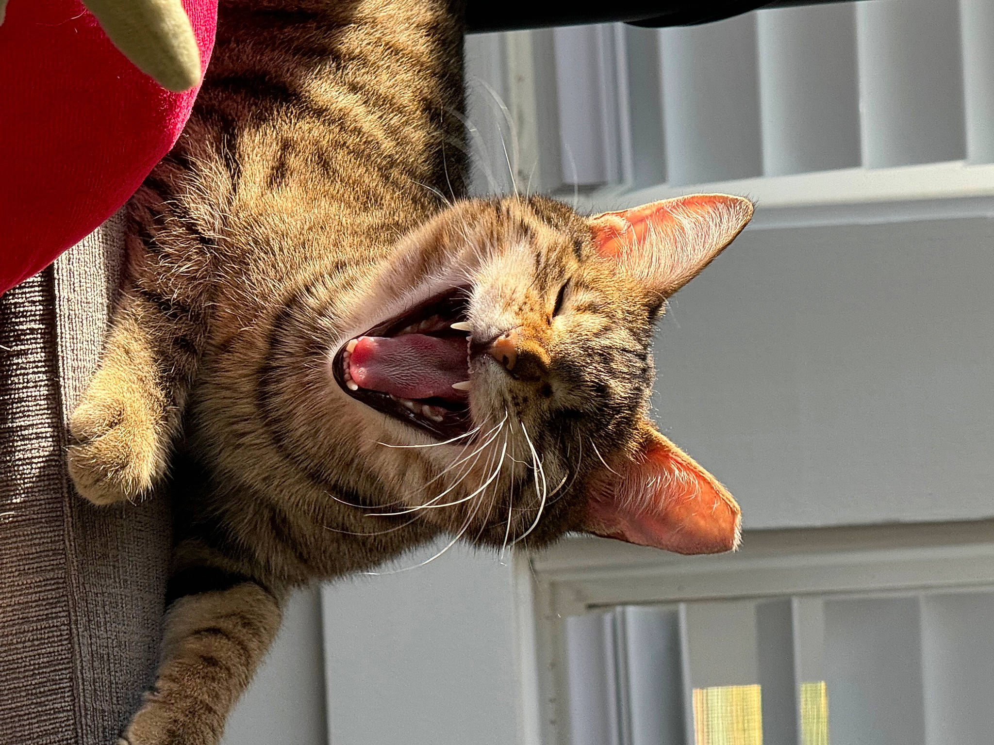 Archi is registered to the contest to win money with this photo: carnivore, cat, claw, domestic_short_haired_cat, fang, fawn, felidae, fur, paw, small_to_medium_sized_cats, snout, terrestrial_animal, whiskers, window