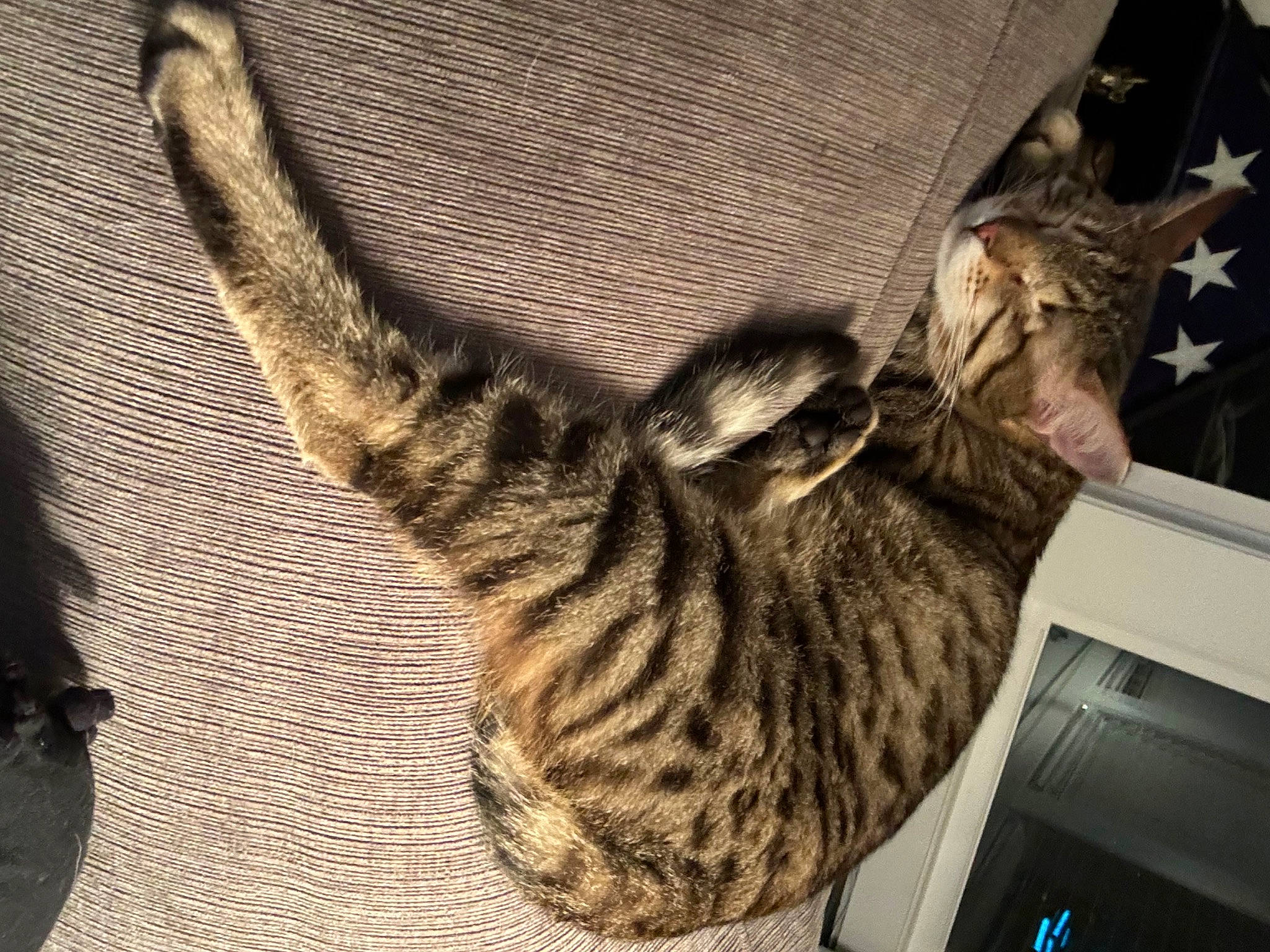 Archi is registered to the contest to win money with this photo: carnivore, cat, claw, comfort, domestic_short_haired_cat, fawn, felidae, fur, pattern, paw, small_to_medium_sized_cats, snout, tail, terrestrial_animal, whiskers, wood