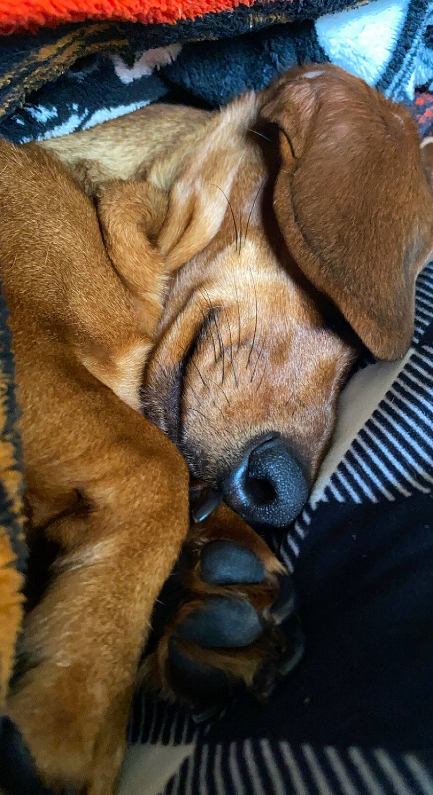 Kai Kai joined the competition — help win amazing prizes! carnivore, comfort, companion_dog, dog, dog_breed, fawn, foot, fur, gesture, guard_dog, liver, paw, shar_pei, snout, sporting_group, terrestrial_animal, whiskers, wood, working_animal, wrinkle