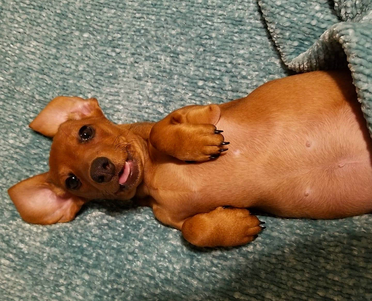 Kai Kai is registered to the contest to win money with this photo: barefoot, canidae, carnivore, comfort, companion_dog, dog, dog_breed, fawn, foot, human_leg, liver, paw, snout, sporting_group, terrestrial_animal, thigh, toy, whiskers, wood, working_animal