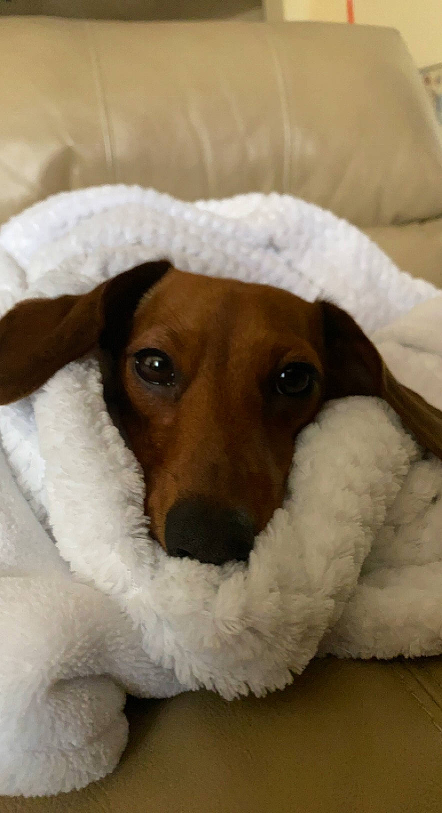 Kai Kai joined the competition — help win amazing prizes! canidae, carnivore, collar, comfort, companion_dog, dog, dog_breed, ear, fawn, fur, linens, non_sporting_group, paw, seat_belt, service, snout, sporting_group, terrestrial_animal, whiskers, working_animal