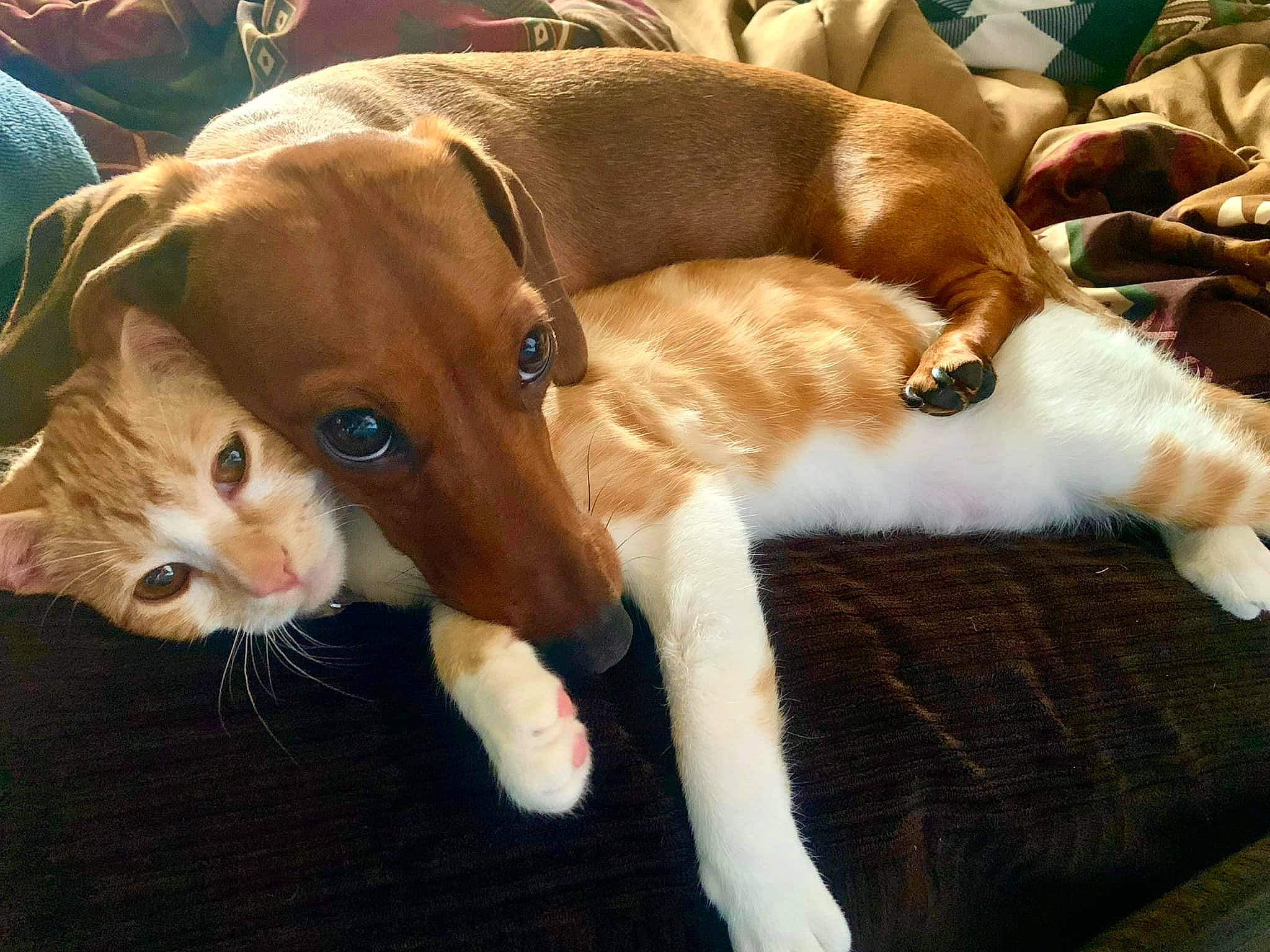 Kai Kai joined the competition — help win amazing prizes! canidae, carnivore, collar, comfort, companion_dog, dog, dog_breed, fawn, felidae, fur, liver, paw, small_to_medium_sized_cats, snout, sporting_group, tail, whiskers, working_animal