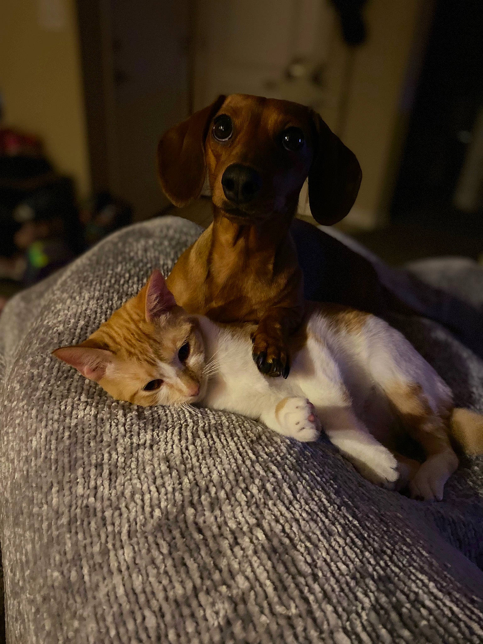 Kai Kai joined the competition — help win amazing prizes! canidae, carnivore, companion_dog, dog, dog_breed, fawn, hardwood, hunting_dog, liver, paw, pet_supply, puppy, snout, sporting_group, tail, terrestrial_animal, toy, toy_dog, wood, working_animal