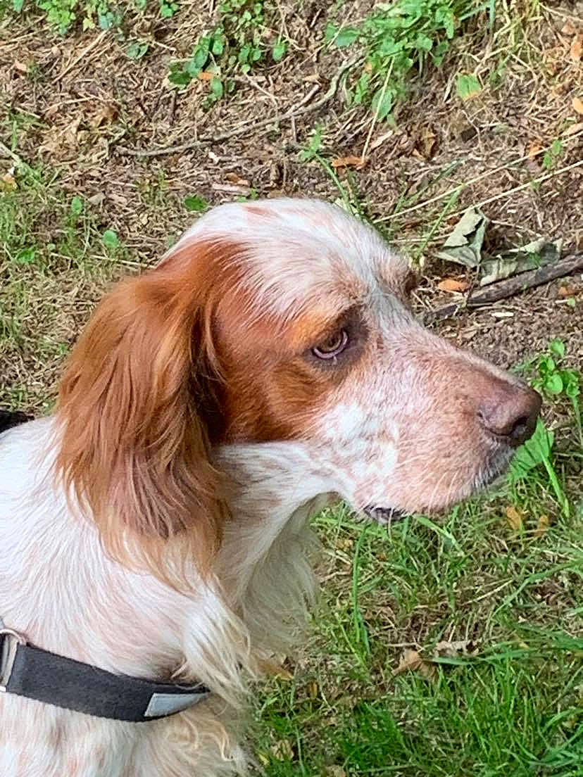 Robin participe au concours pour gagner de l'argent avec cette photo : canidae, carnivore, companion_dog, dog, dog_breed, fawn, fur, grass, gun_dog, hunting_dog, irish_red_and_white_setter, liver, plant, snout, spaniel, sporting_group, terrestrial_animal, welsh_springer_spaniel, whiskers