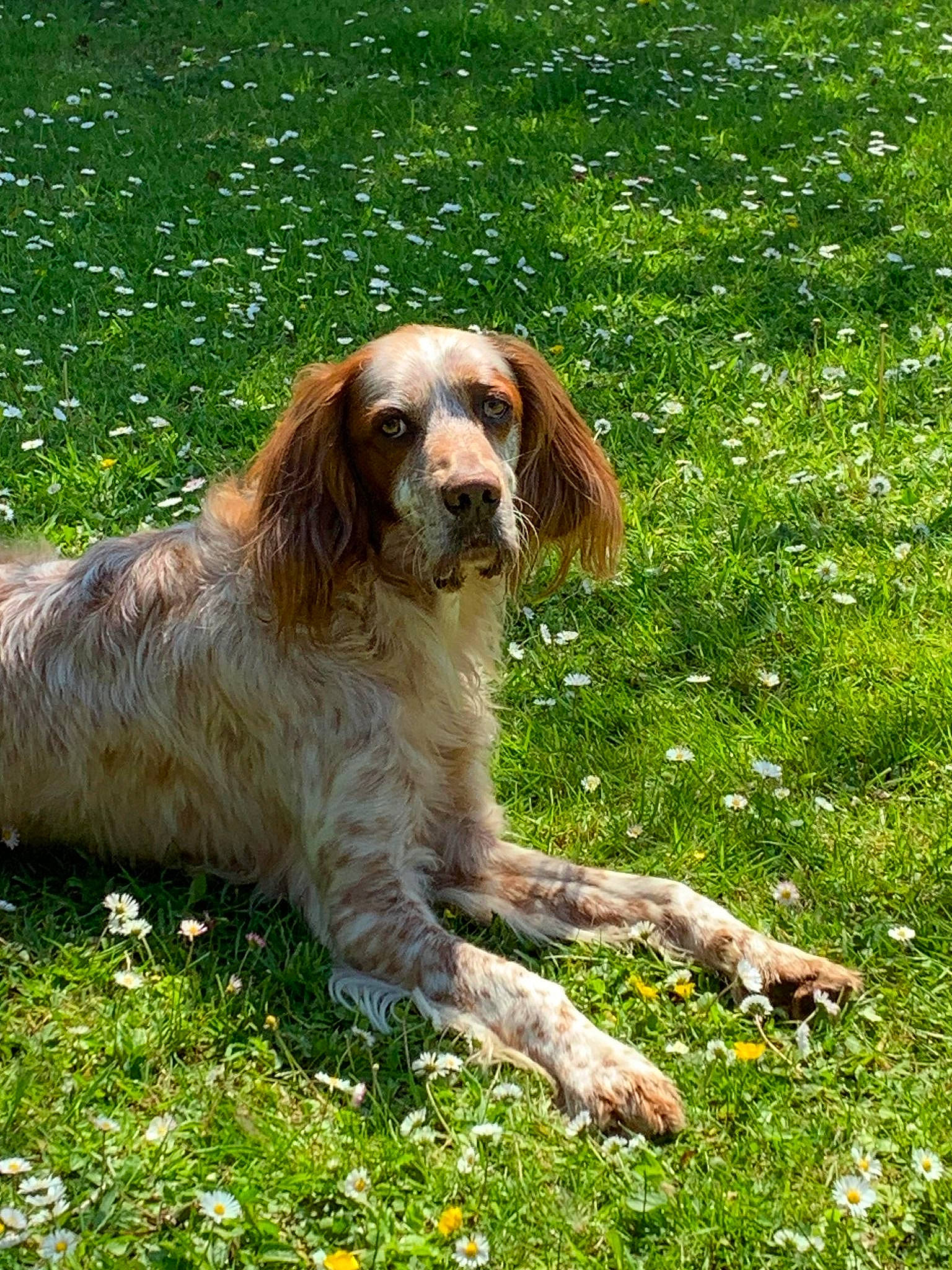 Robin a rejoint le concours — aidez-le/la à gagner de superbes lots ! canidae, carnivore, companion_dog, dog, dog_breed, grass, grassland, groundcover, gun_dog, hunting_dog, irish_red_and_white_setter, liver, natural_landscape, pasture, people_in_nature, plant, russian_spaniel, spaniel, sporting_group, terrestrial_animal