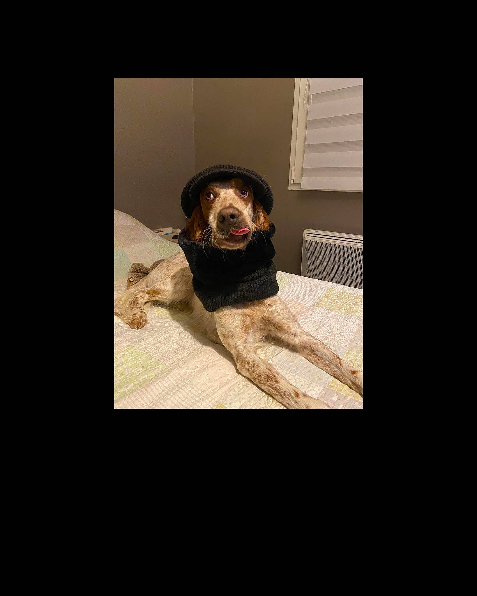 Robin a rejoint le concours — aidez-le/la à gagner de superbes lots ! bed, bedding, bedroom, circle, comfort, couch, darkness, eyewear, flash_photography, flooring, font, fur, linens, personal_protective_equipment, room, sitting, sleeve, table, tints_and_shades, wood