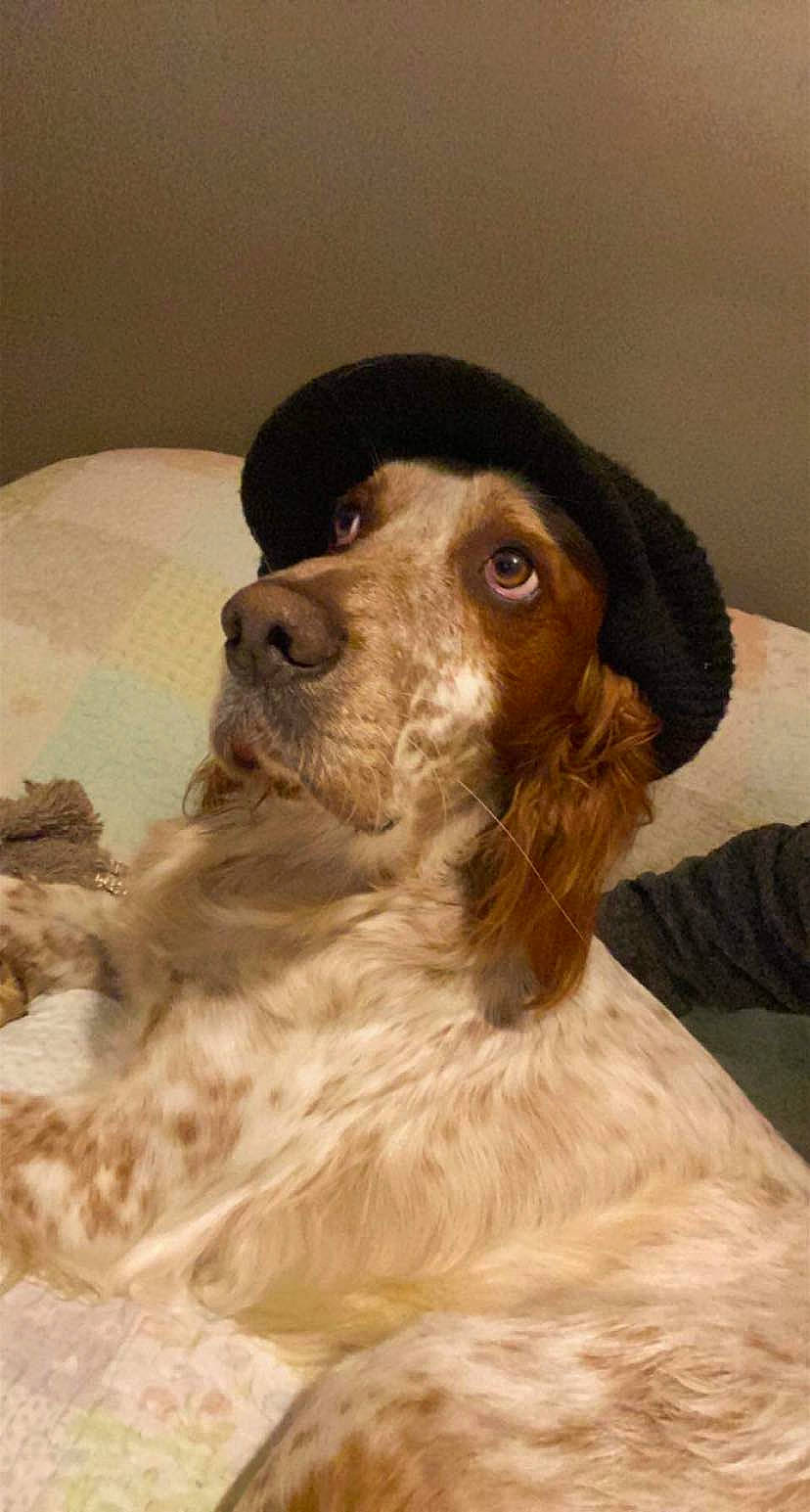 Robin participe au concours pour gagner de l'argent avec cette photo : canidae, carnivore, cocker_spaniel, companion_dog, dog, dog_breed, ear, fawn, fur, gun_dog, hunting_dog, liver, pont_audemer_spaniel, russian_spaniel, snout, spaniel, sporting_group, whiskers, working_animal